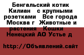 Бенгальский котик Килиан , с крупными розетками - Все города, Москва г. Животные и растения » Кошки   . Ненецкий АО,Устье д.